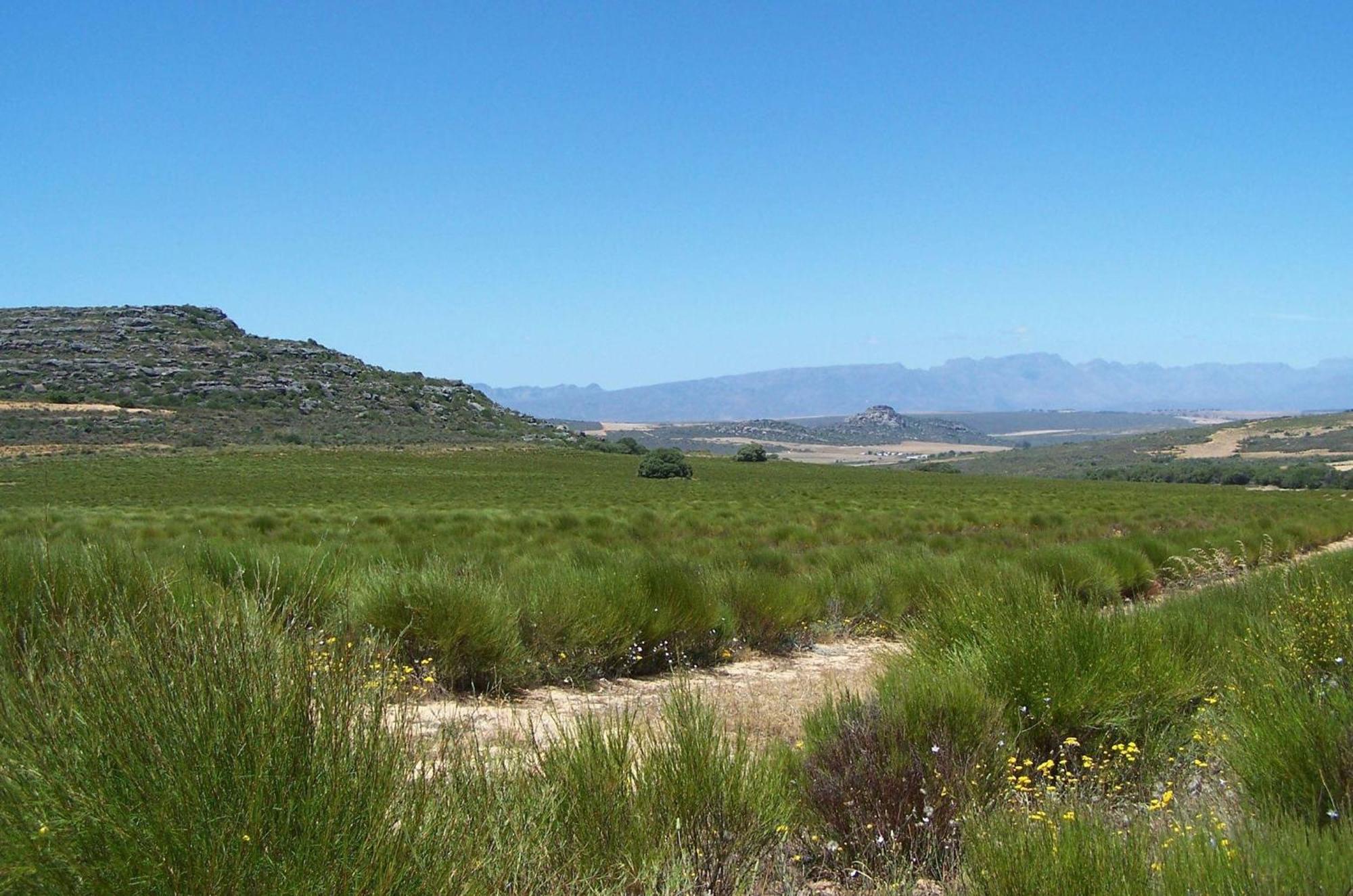 Simbavati Cederberg Ridge Villa Clanwilliam Ngoại thất bức ảnh